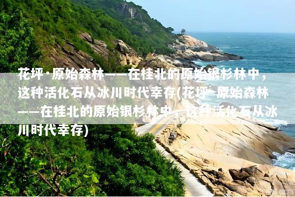 花坪·原始森林——在桂北的原始银杉林中，这种活化石从冰川时代幸存(花坪·原始森林——在桂北的原始银杉林中，这种活化石从冰川时代幸存)