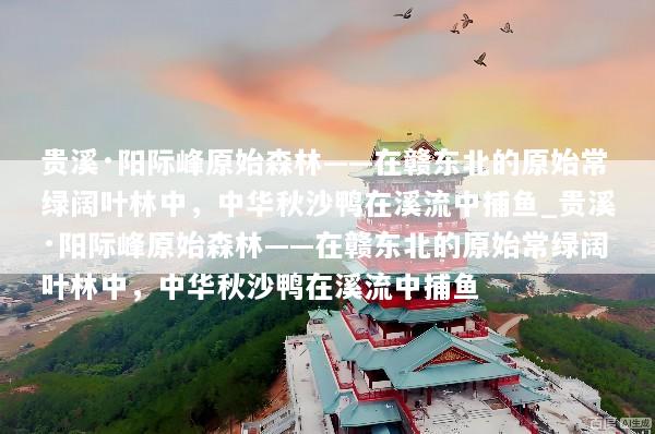 贵溪·阳际峰原始森林——在赣东北的原始常绿阔叶林中，中华秋沙鸭在溪流中捕鱼_贵溪·阳际峰原始森林——在赣东北的原始常绿阔叶林中，中华秋沙鸭在溪流中捕鱼