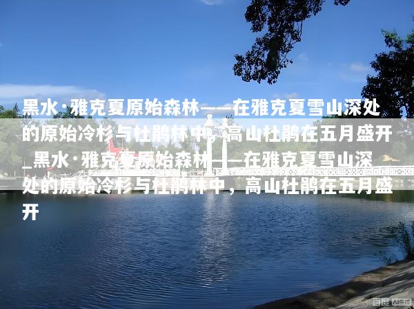 黑水·雅克夏原始森林——在雅克夏雪山深处的原始冷杉与杜鹃林中，高山杜鹃在五月盛开_黑水·雅克夏原始森林——在雅克夏雪山深处的原始冷杉与杜鹃林中，高山杜鹃在五月盛开